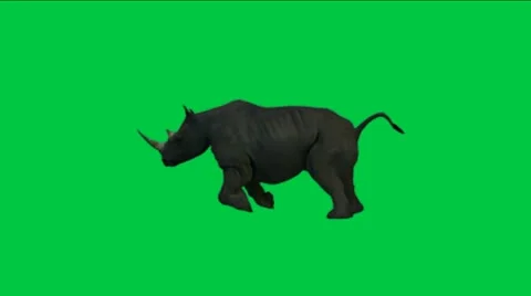 Rhino running with green background. Stock-Footage 10912317