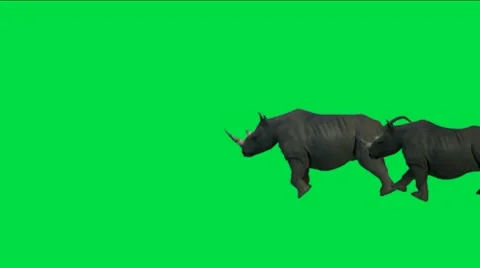 Rhino running with green background. 库存影片 11019316