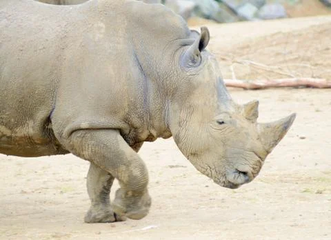 Rhino running Stock Photos