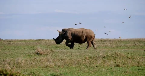 Rhino runs Video stock 60602565