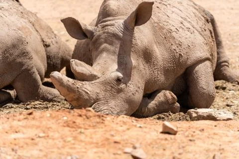 Rhino in the sand Stock Photos