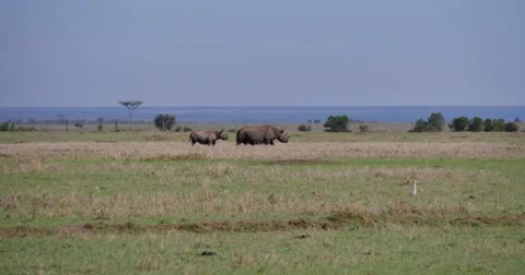 Rhino Scenic Stock Footage 60602371