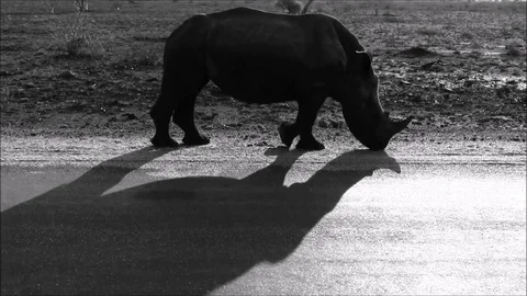Rhino shadow Stock Footage 71329756