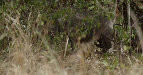 Rhino Sitting Behind The Grass Stock Footage 134552362