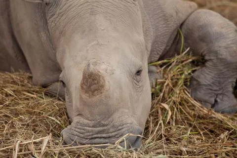 Rhino sleeping Stock Photos