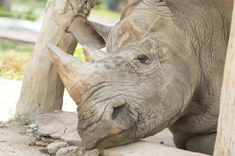 Rhino sleeping Stock Photos