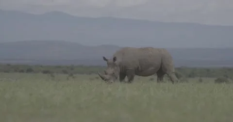 Rhino slowmo slow grass plain wildlife Ol Pejeta Kenya Africa 1 動画素材 233132838