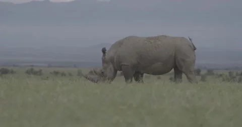 Rhino slowmo slow grass plain wildlife Ol Pejeta Kenya Africa 2 Stock Footage 233132944