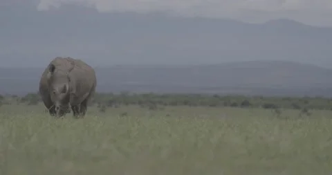 Rhino slowmo slow grass plain wildlife Ol Pejeta Kenya Africa 3 動画素材 233132973