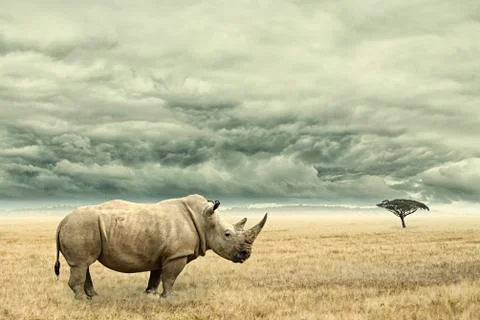 Rhino standing in dry African savana with heavy dramatic clouds above Stock Photos