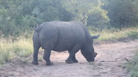 Rhino standing Stock Footage 334572270