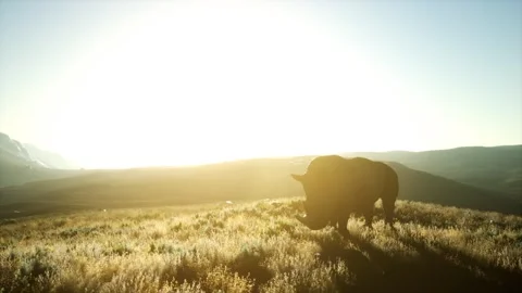 Rhino standing in open area during sunset Stock Footage 147204899