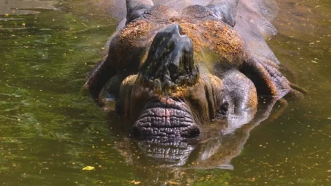 A rhino standing in a pond Stock Footage 256111415
