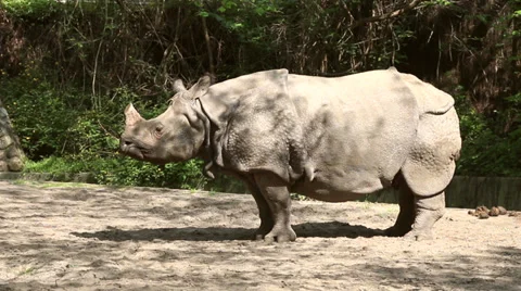 Rhino stands under the sun Stock Footage 37569065