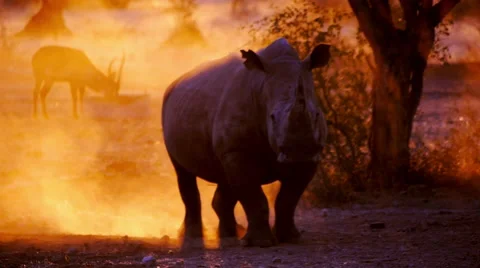 Rhino in the sunset Video stock 62641360
