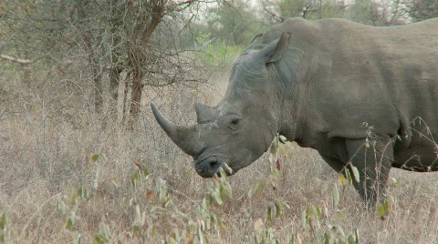 Rhino Territory 库存影片 511013