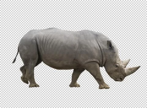 Rhino on a transparent background. Stock Photos