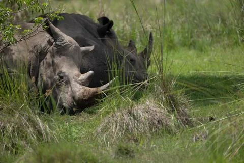 Rhino in Uganda Foto stock