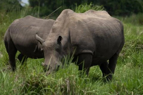 Rhino in Uganda Foto stock