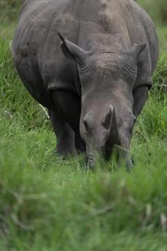 Rhino in Uganda Stock Photos