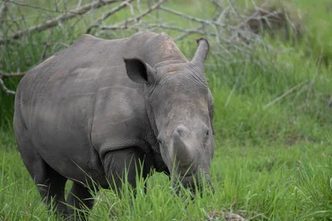 Rhino in Uganda Stock Photos