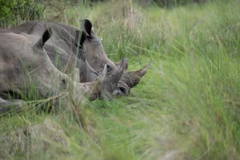 Rhino in Uganda Foto stock