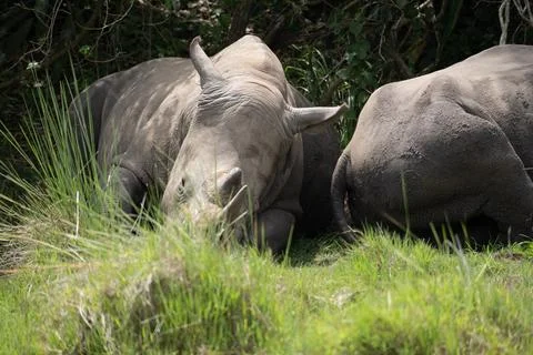 Rhino in Uganda Stock Photos