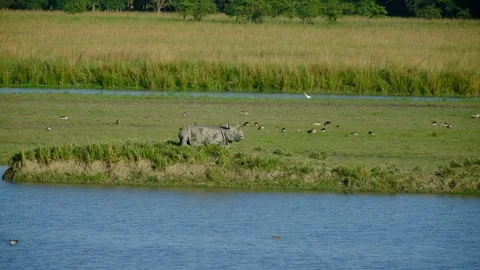 Rhino waking up Stock Footage 309764893