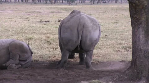 Rhino walk Stock Footage 22312613