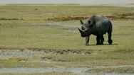 Rhino Walking And Standing In Savanna Static Camera View. Serengeti Ngorongoro. Stock Footage