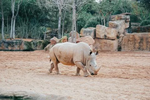 Rhino walking casually Stock Photos