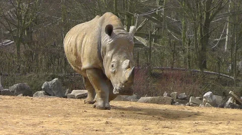 Rhino walking Stock Footage 22516430