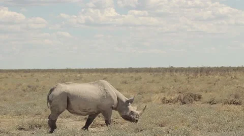 Rhino walking Stockbeeldmateriaal 47508298