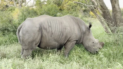 Rhino walking Stock Footage 334748236