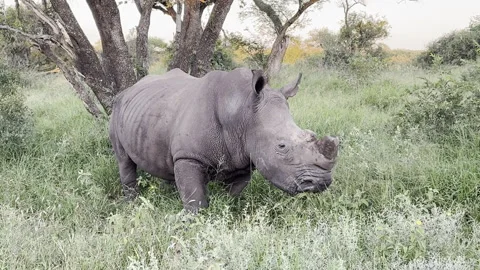 Rhino walking Stock Footage 334748377