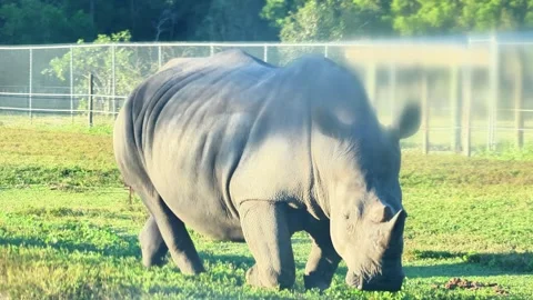 Rhino Walking Nature 4K Animals Stock Footage 294570840