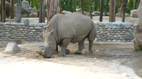 Rhino walking outdoors 库存影片 195578249