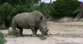 Rhino walking off right side HD HD Footage