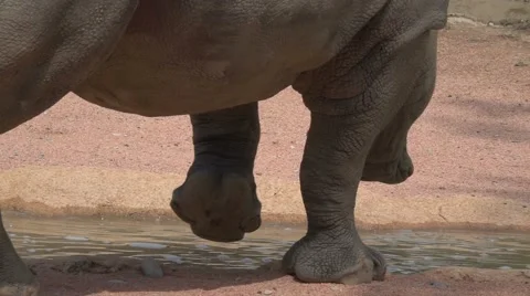 Rhino Walking in Slow Motion Stockbeeldmateriaal 64895058