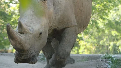 Rhino walking in slow motion Stock Footage 194796728