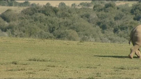 Rhino walking through frame and zebra watching 스톡 동영상 90371403