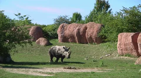 Rhino walking through landscape Video stock 8919262