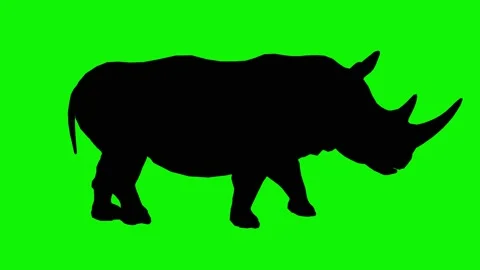 A rhino walks on a chroma key background. Stock Footage 144323948