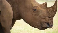 Rhino Wild Animal Mammel Nature Incredible Species Stock Footage