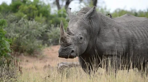 Rhino in Wild 스톡 동영상 50367128