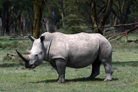 Rhino in the wild Stock Photos
