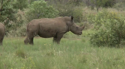 Rhino in the wilderness - HD 스톡 동영상 39725085