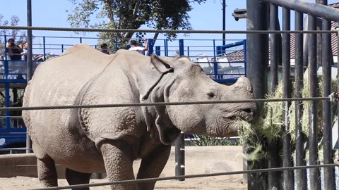 A Rhino At A Zoo Eats Hay Stock Footage 147115201