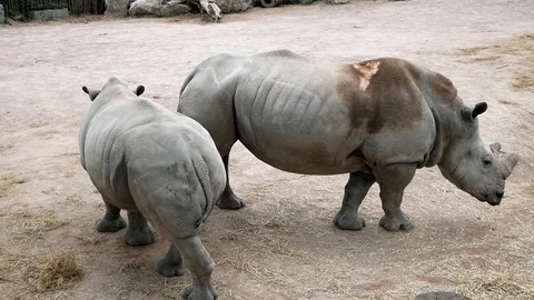 Rhino in the zoo Stock Footage 102471375