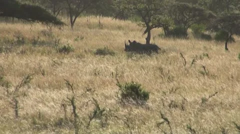Rhino1 Stock Footage 11071378